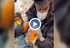 Животното е откарано за щателен преглед при ветеринарен лекарПовече от