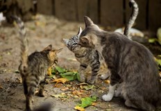 Във Виетнам около милион котки стават жертва на нелегална търговияХиляди