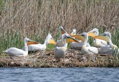 Птиците са се събрали на едно място и се топлят