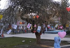 Дървото на влюбените пред Доходното здание разцъфна днес окичено с