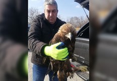 Скалният орел е една от най редките птици в България и