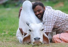 Идеята е на правителството което води борба срещу западния празник