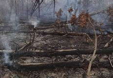 Преди инцидента в района са забелязани иманяриГорски пожар унищожи 30