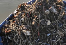 В участъка от Русе до Свищов в румънската част на