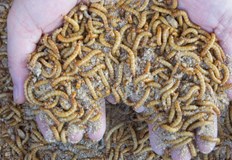 Еврочиновниците прокарват храни които европейските граждани включително българите нямат никакво