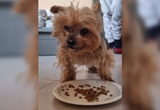 Антоанета Георгиева търси стопаните на това кученце с обява във