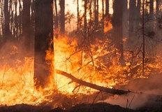 Проучването е обхванало над 2 5 милиона бременни жени в Калифорния