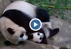 Този вид мечки са трудни за размножаване Шест бебета на