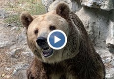 Баба мецана навърши 34 годиниЕдна от най възрастните мечки в зоопарковете