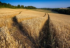 Голяма част от обработваемата земя в Украйна е унищоженаВойната в