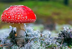 Многобройни смъртни случаи по пътя тъй като хората я бъркат