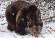 Мечокът Станди който през 2015 година пристигна в Белица от