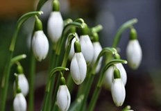 Ще духа до умерен в Дунавската равнина временно силен вятър