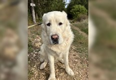 Стефан предлага възнаграждение на всеки който помогне с информация за