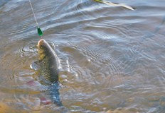 В река Янтра край Бяла можете да уловите скобар морунаш