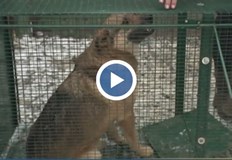 Хората предполагат че става дума за деца от ромската махала