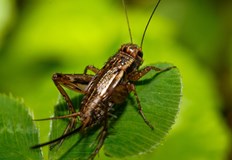 Те ще могат да се използват в производството на хляб