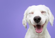 Част от най старите породи кучета са изчезнали други обаче все