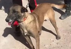 Спасителите са извършили акция по изваждането им изпод отломкитеКуче на