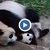 Родиха се рекорден брой бебета на гигантски панди в Китай