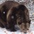 В Белица чакат русенския мечок Станди да заспи зимен сън
