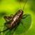 ЕС разреши използването на насекоми в храните