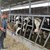 Изкупната цена на млякото в България се срина