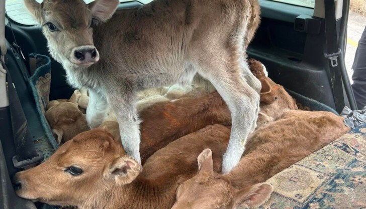 Животните били хвърлени едно върху друго и полузадушени Животните били хвърлени едно върху друго и полузадушени