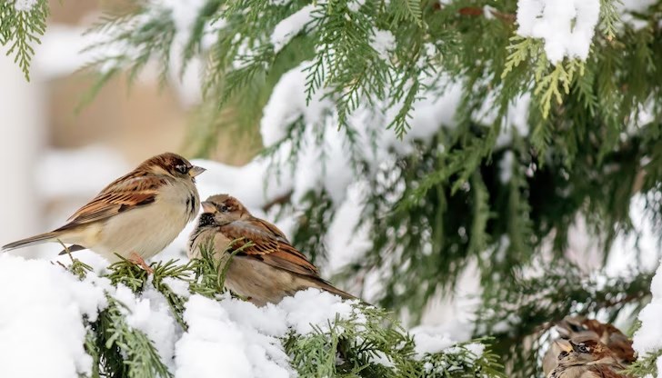 Максималните ще са между минус 2° и 3° Максималните ще са между минус 2° и 3°