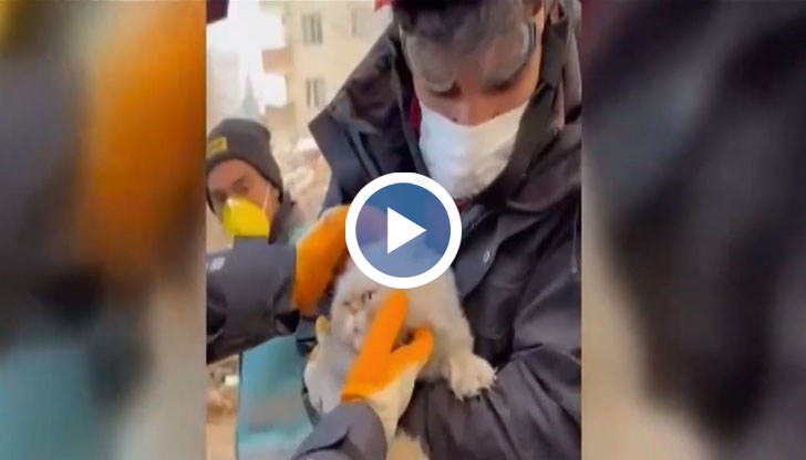 Животното е откарано за щателен преглед при ветеринарен лекар