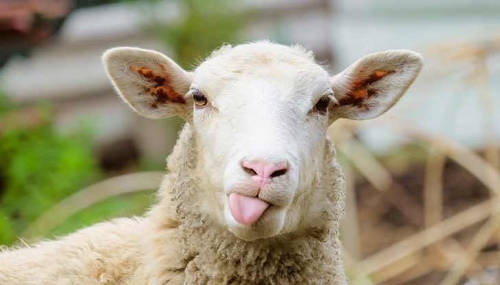 Ние пък ще се утешаваме с огромните намаления, с които ни баламосват Ние пък ще се утешаваме с огромните намаления, с които ни баламосват