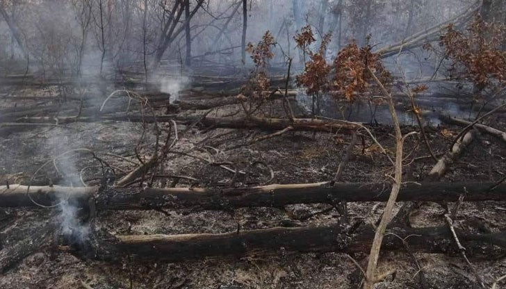 Пет часа огнеборци се бориха с огъня