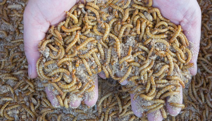 Еврочиновниците прокарват храни, които европейските граждани, включително българите, нямат никакво желание да приемат, въпреки че има публикувани доказателства за хранителни алергии, породени от насекоми