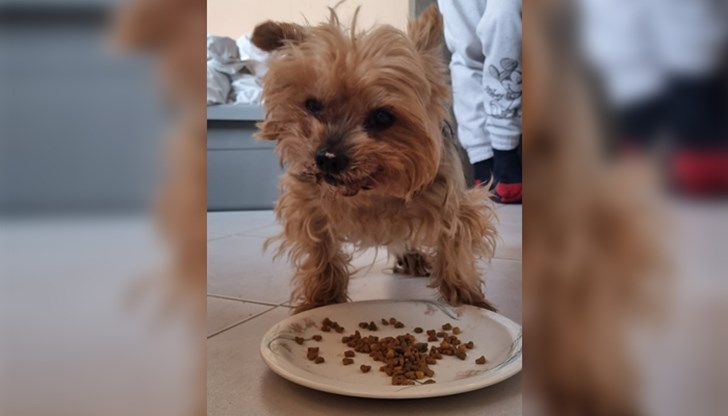 Антоанета Георгиева търси стопаните на това кученце с обява във фейсбук групата "Русе" Антоанета Георгиева търси стопаните на това кученце с обява във фейсбук групата "Русе"