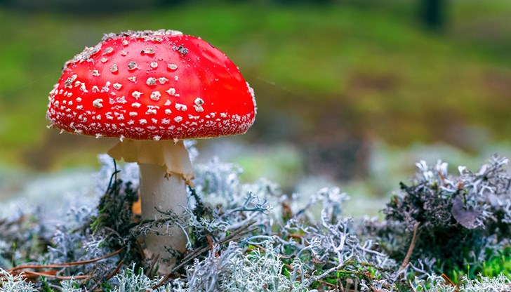 многобройни смъртни случаи по пътя, тъй като хората я бъркат с ядлива гъба