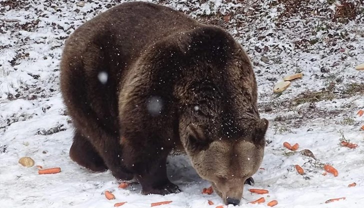 Мечокът Станди, който през 2015 година пристигна в "Белица" от Лесопарка край Русе, е най-едрият екземпляр в Парка за мечки