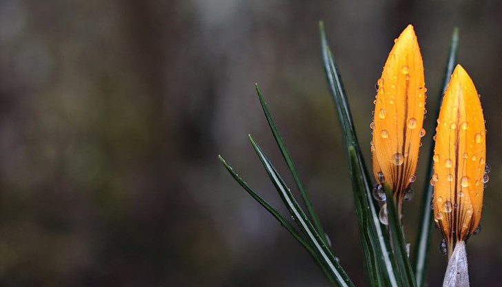 Максималните температури ще са между 6° и 11° Максималните температури ще са между 6° и 11°