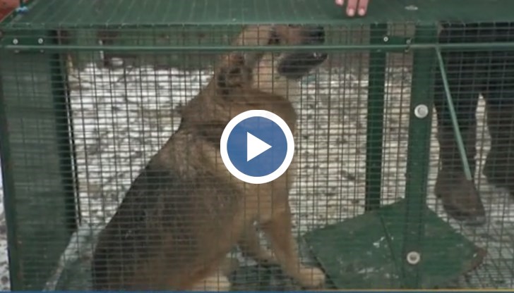 Хората предполагат, че става дума за деца от ромската махала, които се забавляват по този начин