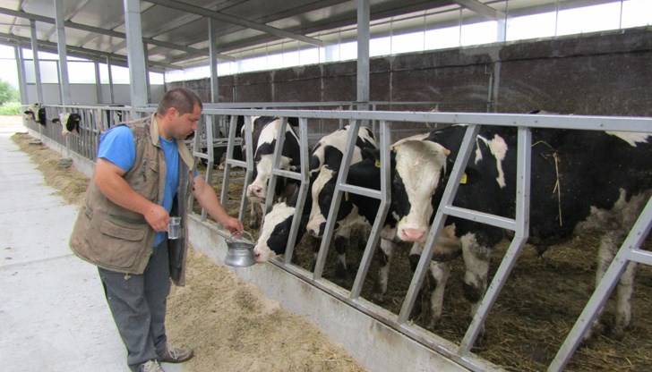 "Печалбата остава в някого. В мътна вода се лови риба", смята Михаил Михайлов от Съюза на говедовъдите
