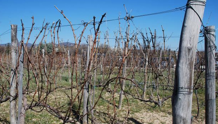 Според стопаните държавата нехаеЛозари изкореняват насажденията си и са пред