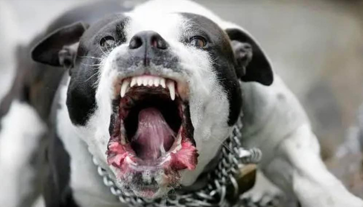 Пострадалата е с наранявания на по ръцете, а кучето ѝ