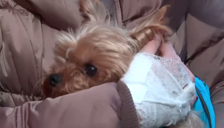 Пострадалата жена се опитвала да предпази домашния си любимец от