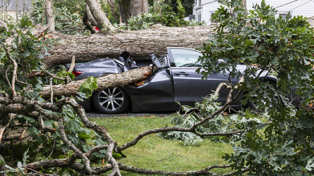 Причината за инцидента е ураганен вятърДебело дърво премаза спрял автомобил