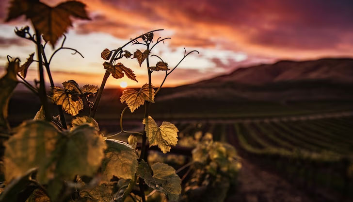 Всеки българин може да избере кой от тях да честваНа