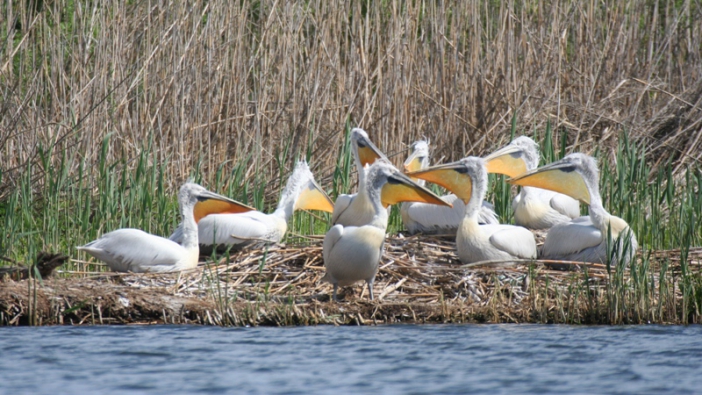 Птиците са се събрали на едно място и се топлят