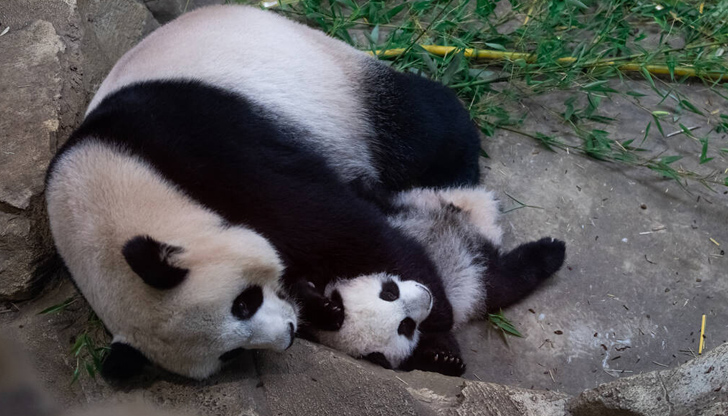 Този вид мечки са трудни за размножаване Шест бебета на