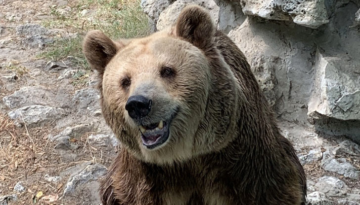 Баба мецана навърши 34 годиниЕдна от най-възрастните мечки в зоопарковете