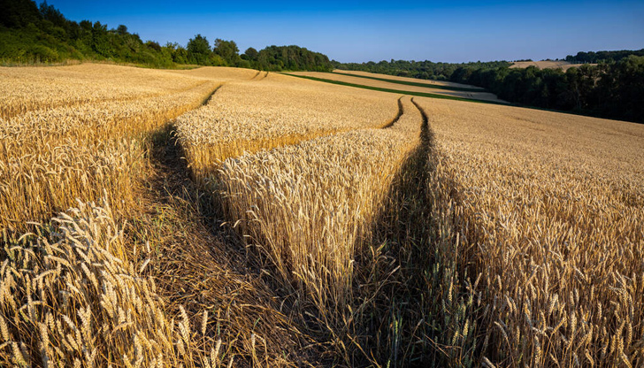Голяма част от обработваемата земя в Украйна е унищоженаВойната в