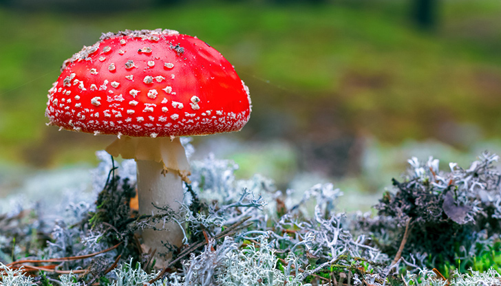 Многобройни смъртни случаи по пътя, тъй като хората я бъркат