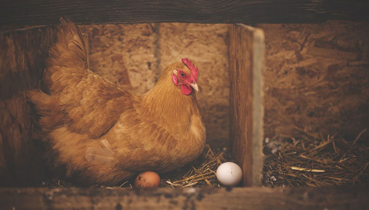 Яйцето определено е предшествало кокошката, но ако говорим за първото